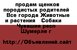 продам щенков породистых родителей - Все города Животные и растения » Собаки   . Чувашия респ.,Шумерля г.